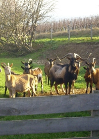 troupeau de chèvres à la ferme