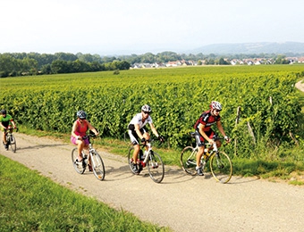 cyclistes à vélo dans le vignoble alsacien