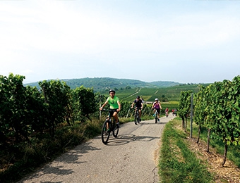 cyclistes à vtt dans le vignoble alsacien
